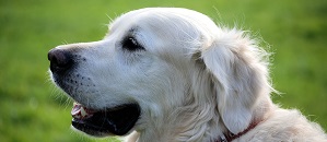 Incontro ''Il cane: cittadino a 4 zampe?'' giovedì 21 novembre 2019 -ore 20:30 presso Auditorium comunale Incontro ''Il cane: cittadino a 4 zampe?'' giovedì 21 novembre 2019 -ore 20:30 presso Auditorium comunale