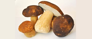 Con l'approssimarsi della stagione propizia alla crescita dei funghi spontanei, l'Ispettorato Micologico dell'Azienza di Tutela della Salute (ATS) della Provincia di Bergamo attiverà nel periodo agosto-novembre un servizio gratuito di certificazione della commestibilità a favore dei cittadini raccoglitori. Con l'approssimarsi della stagione propizia alla crescita dei funghi spontanei, l'Ispettorato Micologico dell'Azienza di Tutela della Salute (ATS) della Provincia di Bergamo attiverà nel periodo agosto-novembre un servizio gratuito di certificazione della commestibilità a favore dei cittadini raccoglitori.